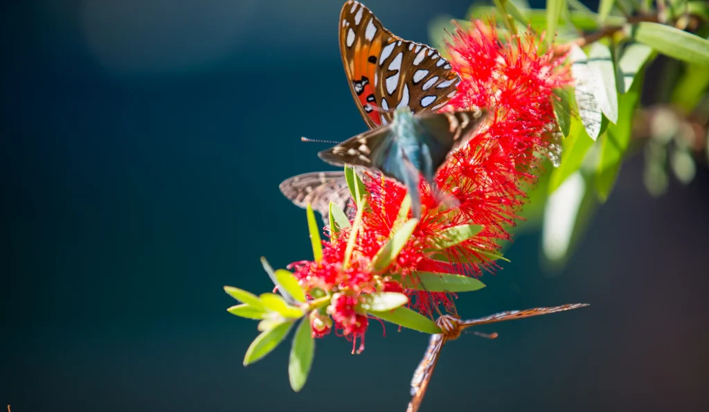 Gulf Fritillary butterfly on a bright red flower on Sapelo Island.